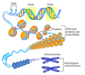 chromosome1 (1)